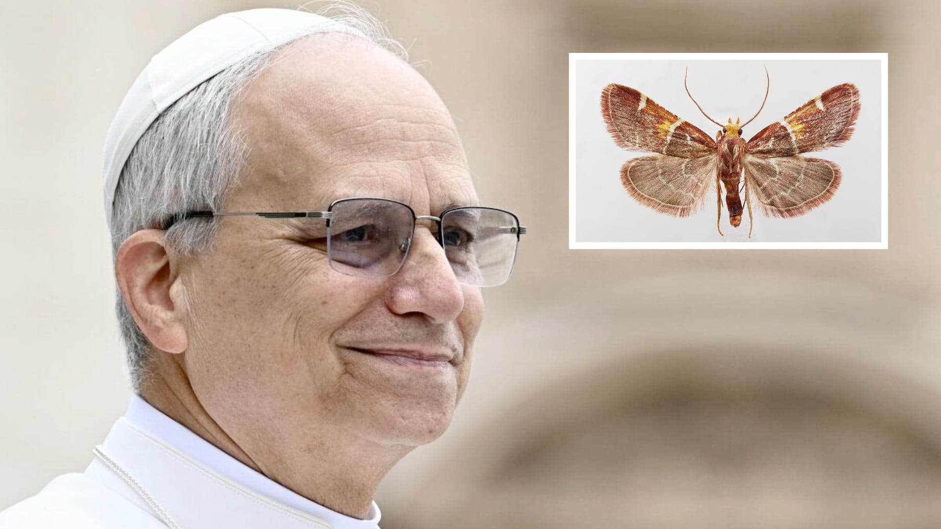 Científicos identificaron en Creta una nueva especie de polilla y la bautizaron Pyralis papaleonei en honor al papa León XIV.
