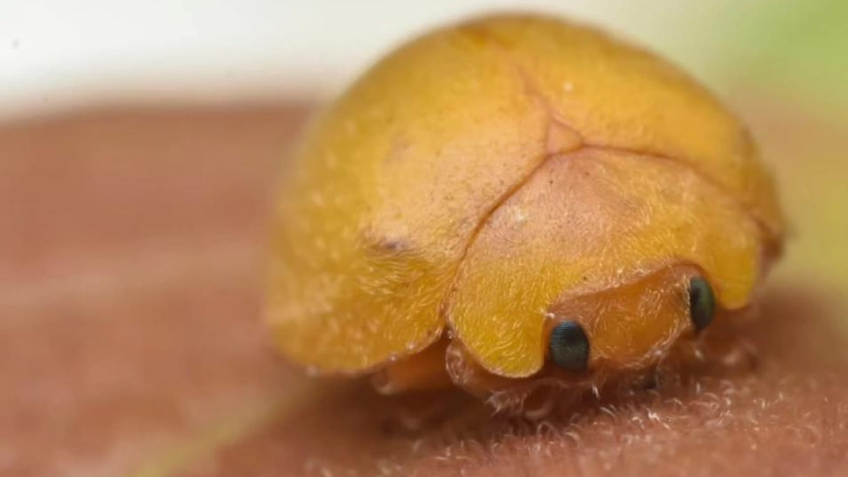 Científicos brasileños identificaron una nueva mariquita en Bahía. El hallazgo aporta datos inéditos sobre su biología y adaptación a la caatinga.
