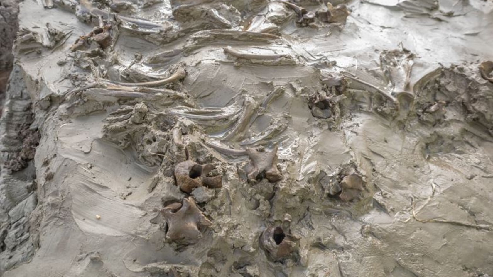 Un esqueleto de perro y una daga de hueso aparecieron en un antiguo lago sueco. El hallazgo revela posibles rituales de la Edad de Piedra.