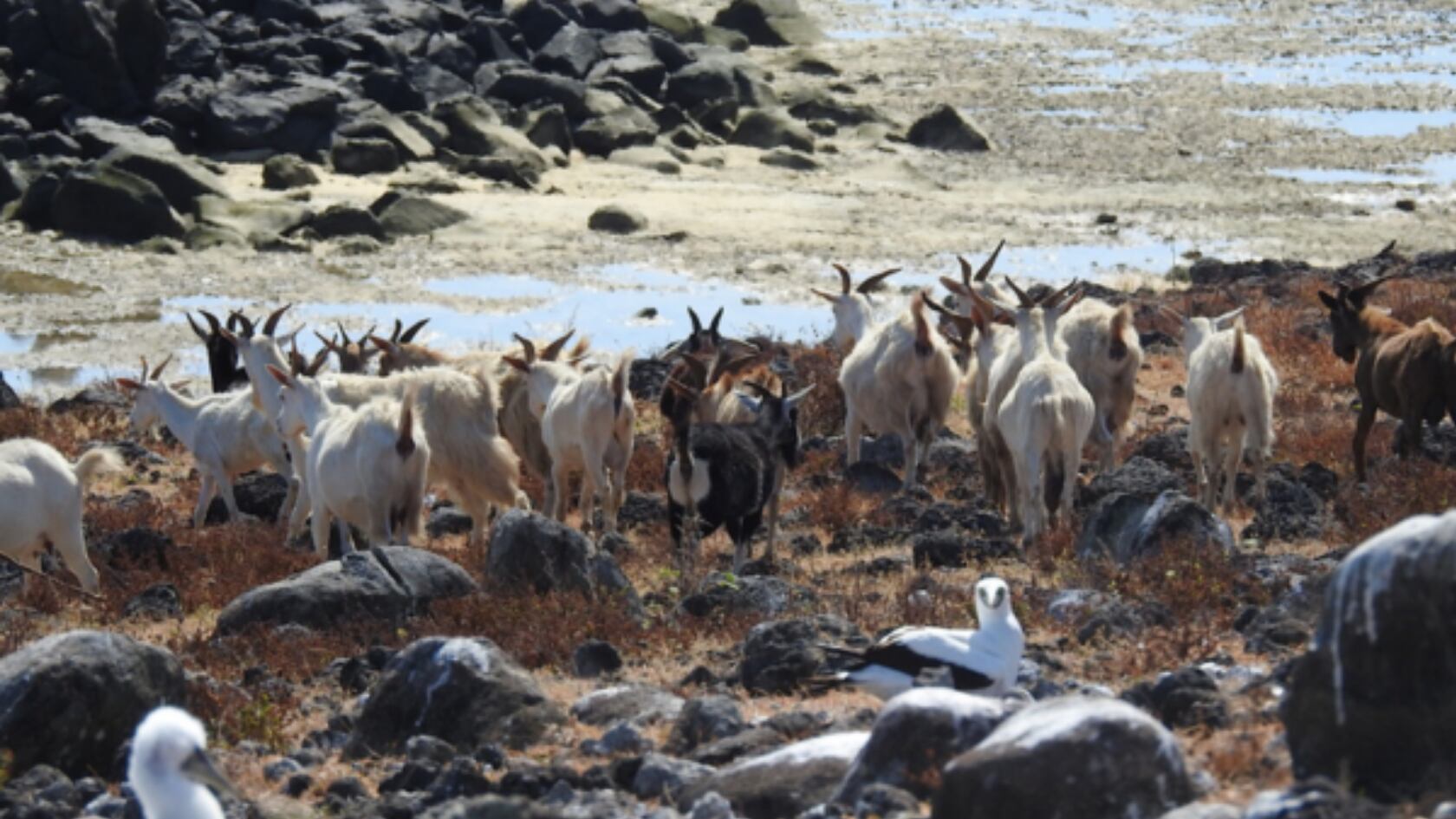 Cabras vivieron más de 200 años aisladas en una isla sin agua dulce. Investigadores buscan adaptaciones genéticas únicas en su ADN.