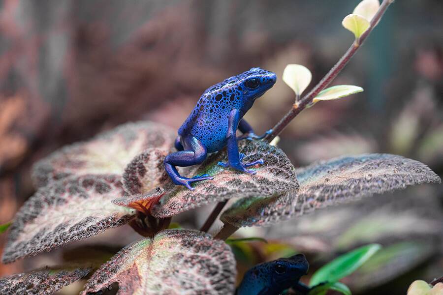 Las ranas venenosas como esta obtienen sus toxinas de los animales de su dieta. Para averiguar cómo transportan los venenos desde el intestino hasta la piel, los científicos han emprendido expediciones de pesca molecular para ver qué se une a la toxina.