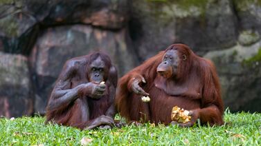 Malasia modifica su ‘diplomacia del orangután’ para vender aceite de palma