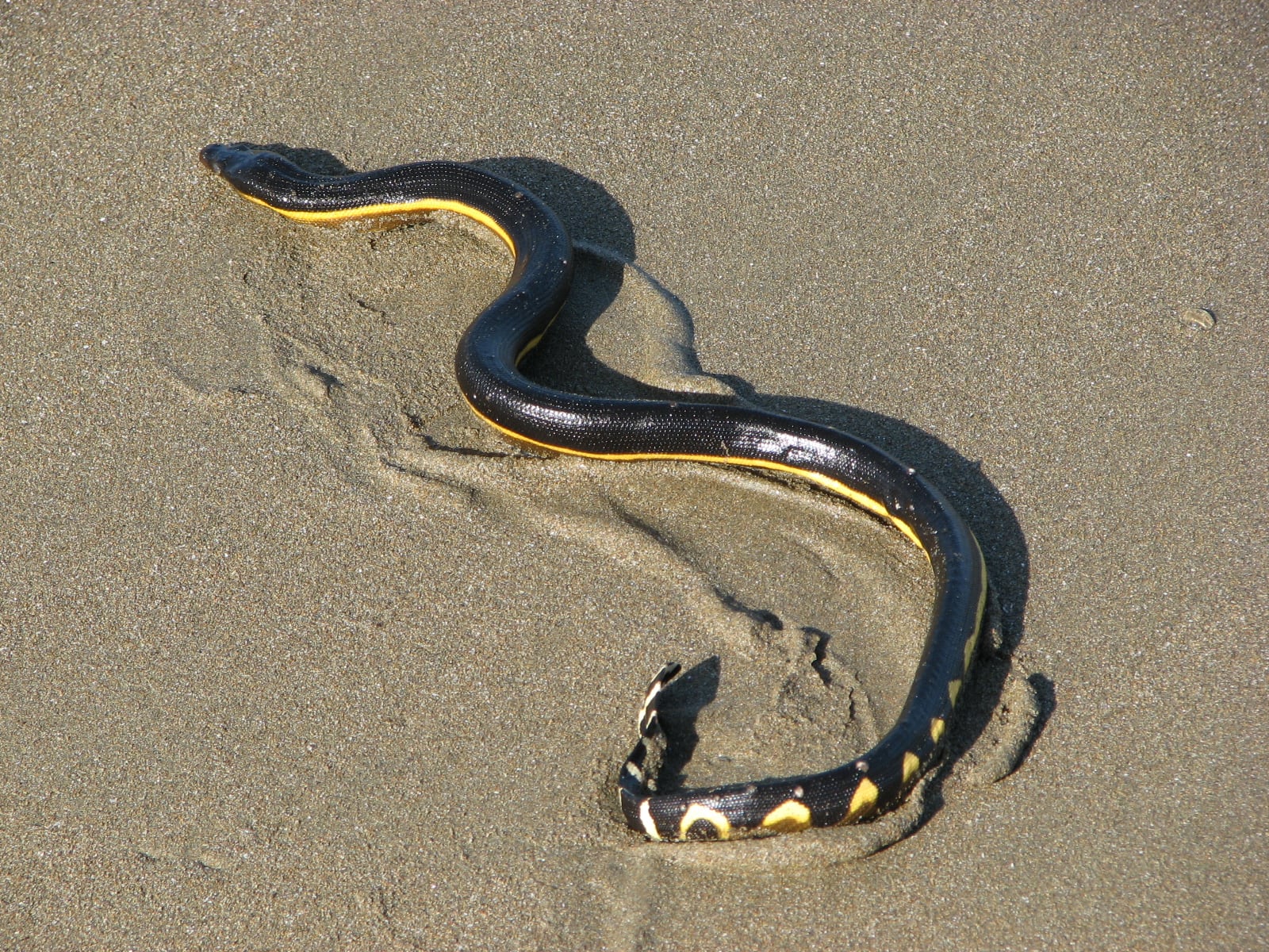 La cobra marina pelágica vive en alta mar, tiene un veneno letal y casi nunca representa un riesgo directo para humanos.