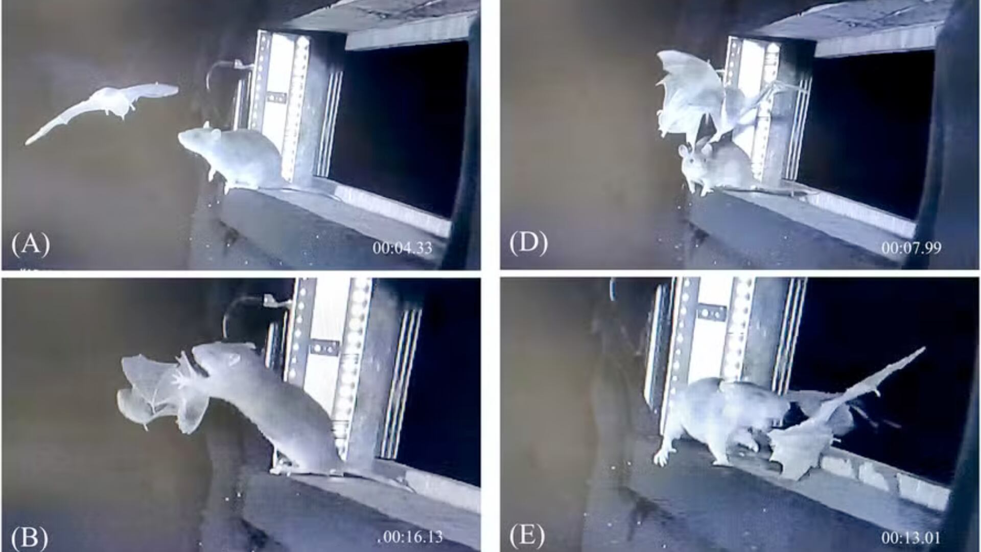 Ratas pardas cazan murciélagos en Alemania mientras hibernan. Hallazgo inquieta a científicos por su impacto en la biodiversidad.