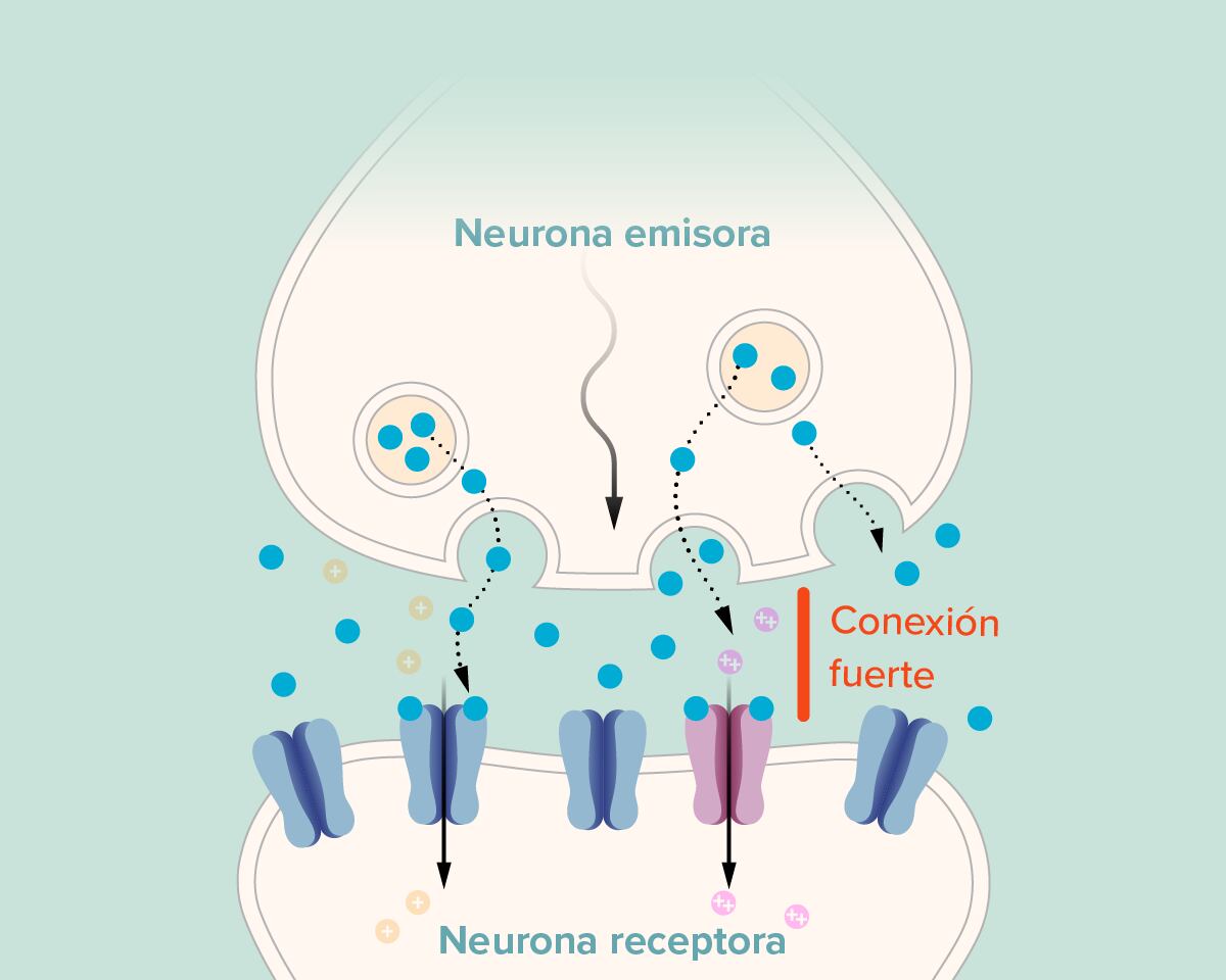 Gráfico de cómo funciona la memoria.