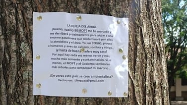 El cedro de Escazú que pide auxilio ante el avance del cemento