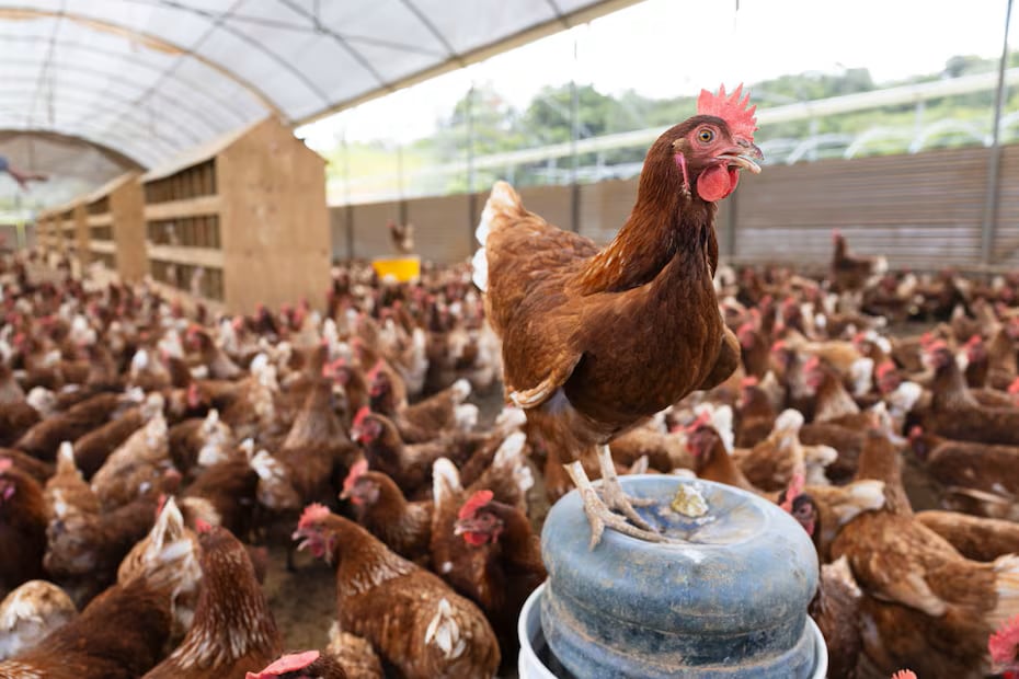 Un emprendimiento que nació con 50 gallinas ya alcanza una producción de 1.200 huevos diarios y apuesta por seguir creciendo pese a la competencia del mercado.