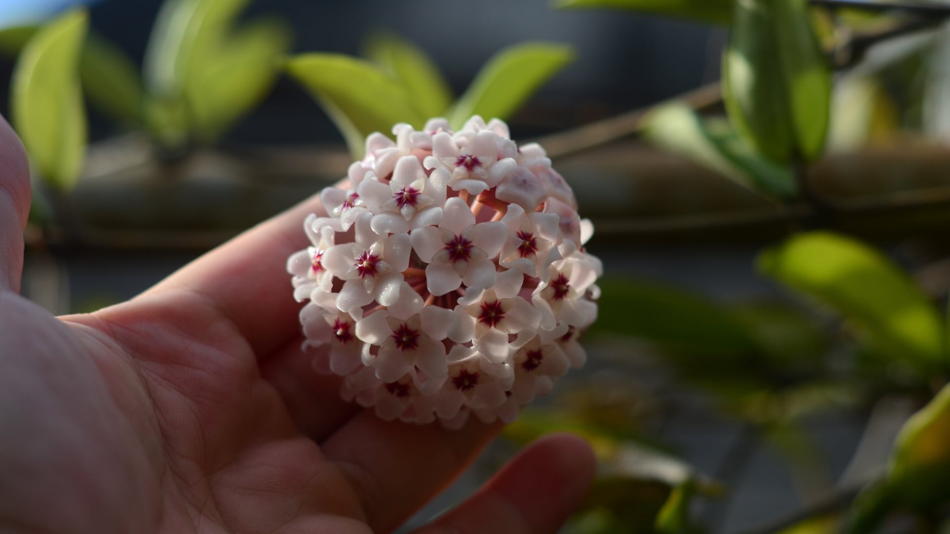 La Hoya carnosa es una planta trepadora fácil de cuidar, con flores perfumadas que limpian el aire y decoran cualquier ambiente.