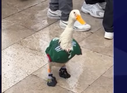 Merlín el pato
Mascota no oficial
18 de junio del 2026
Captura de pantalla youtube Total Sports