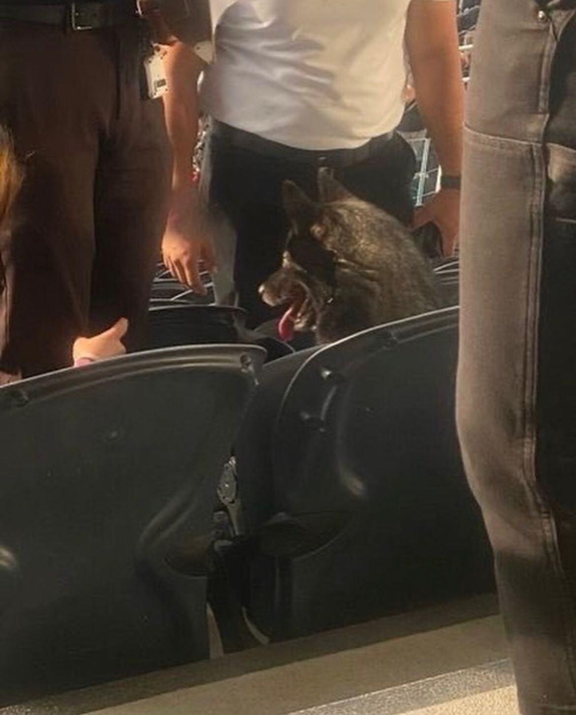 La perrita Storm decidió visitar el concierto -totalmente lleno- de la gira M72 de Metallica en Los Angeles.