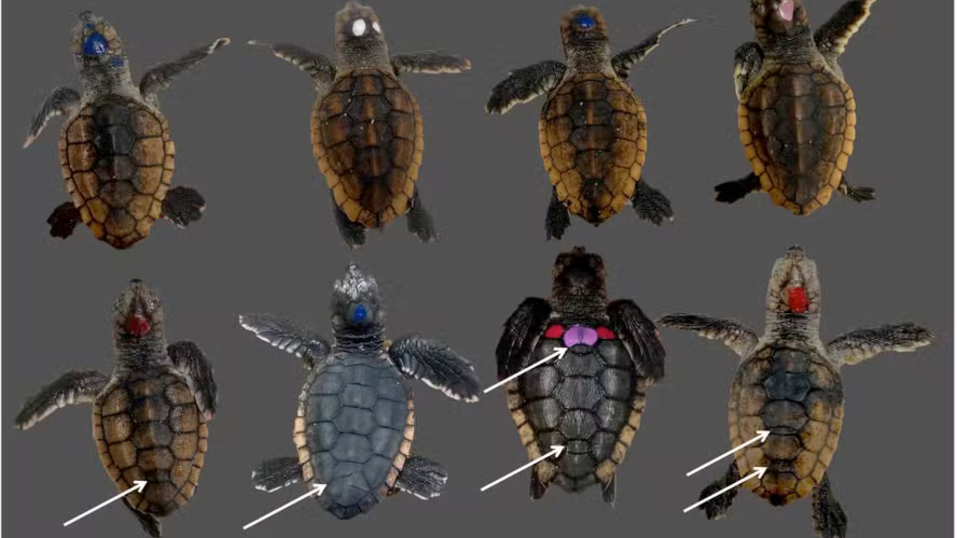 Un estudio reveló que el calor en los nidos afecta el desarrollo físico y podría influir en el aprendizaje de las tortugas marinas