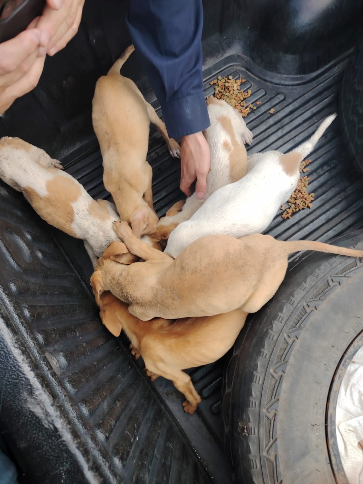 cachorros