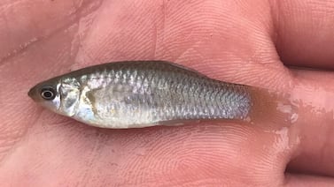 El pez que desafía la evolución: científicos descubren cómo una especie sobrevive sin machos desde hace más de 100.000 años