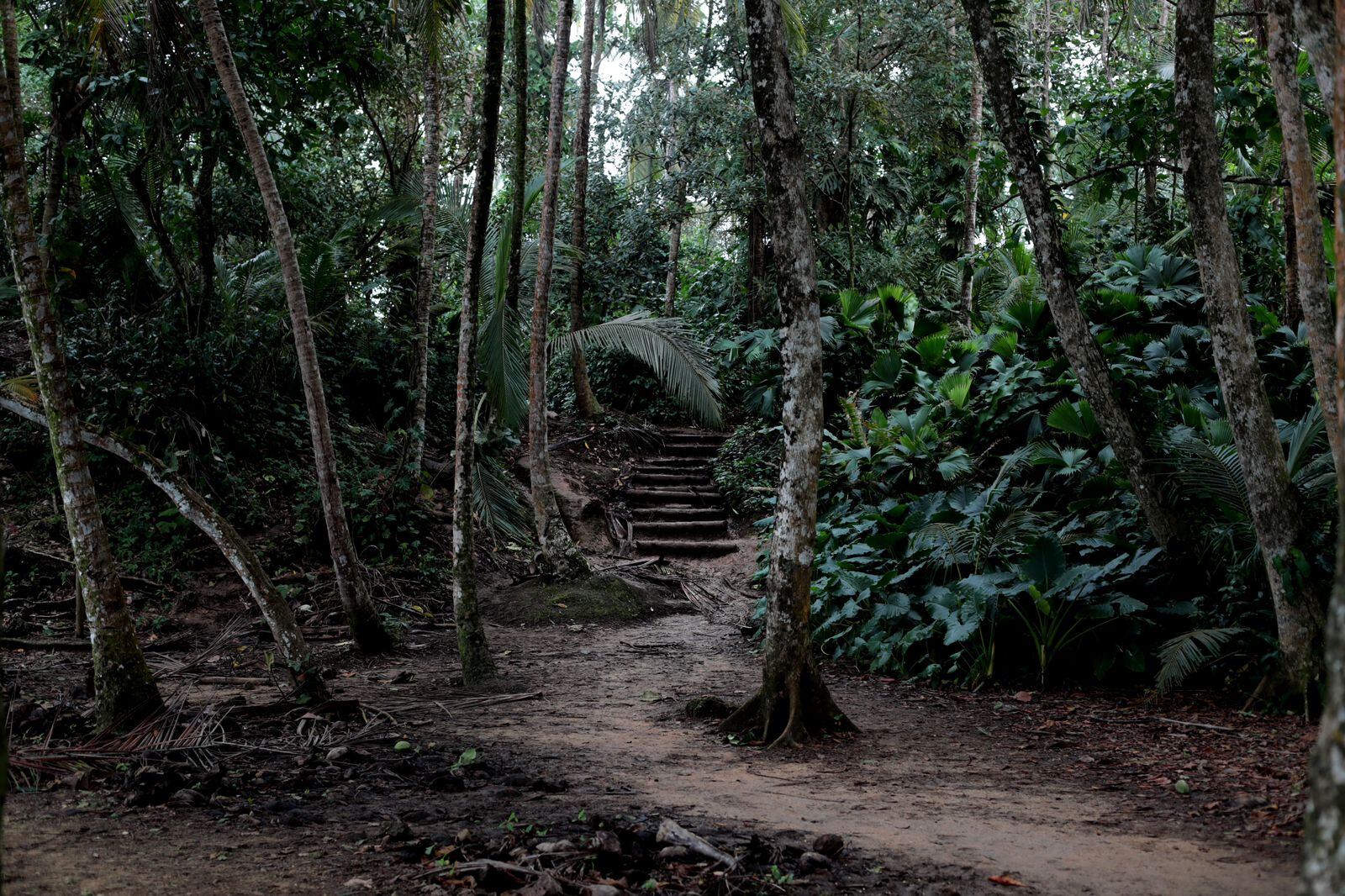 Vista de uno de los senderos en el Refugio Natural de Vida Silvestre Gandoca-Manzanillo en Talamanca, Limón. Fotografía: Alonso Tenorio.