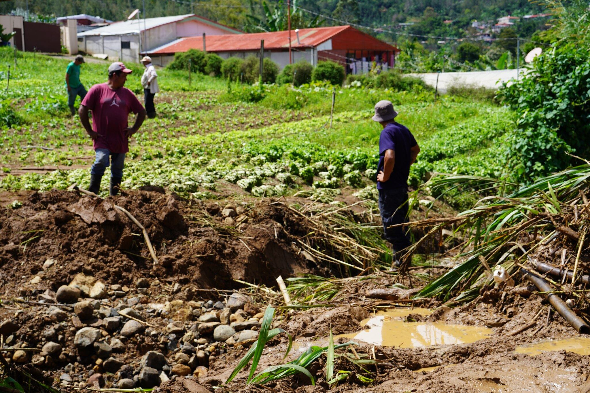 Al menos 25 productores visitados por personal del Ministerio de Agricultura y Ganadería han reportado cuantiosas pérdidas por las torrenciales lluvias del 6 de nociembre en El Guarco. Foto: Cortesía CNE.