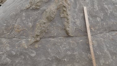 La inteligencia artificial ayuda a resolver el enigma de antiguas huellas de dinosaurios