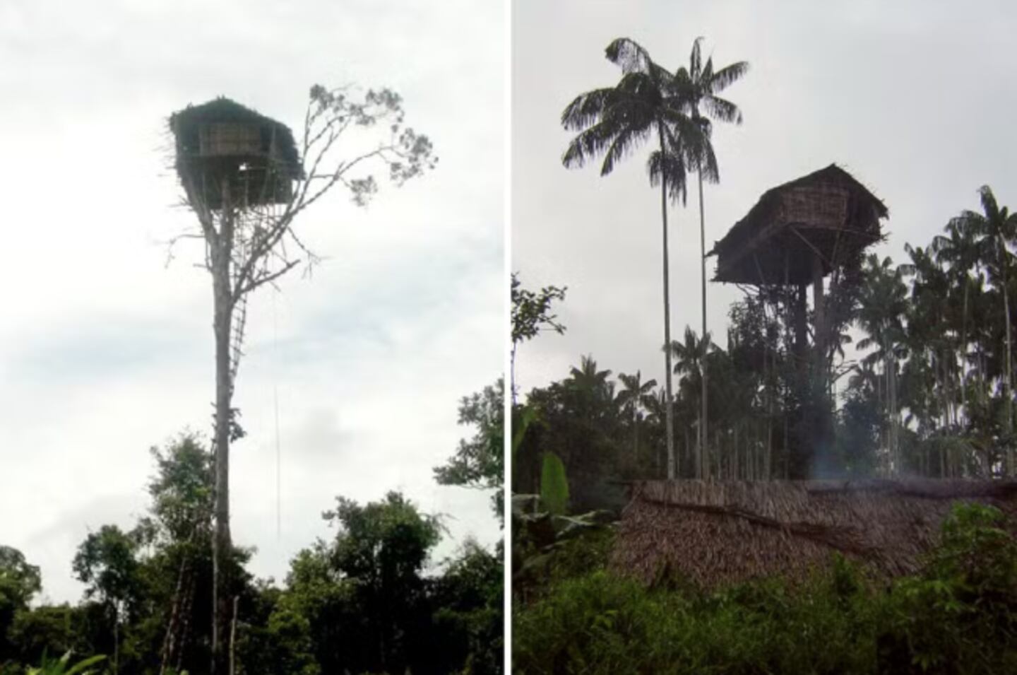 Tribu en Indonesia vive en casas a 30 metros de altura construidas en la cima de los árboles