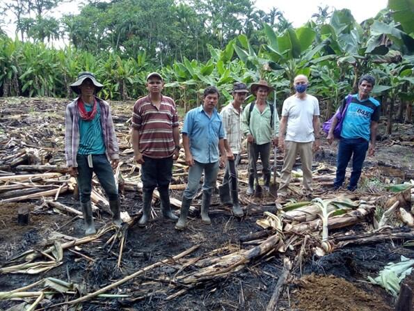 Los socios de la cooperativa Agricoop, en Piedras Blancas de Osa, cifran en el cultivo de abacá sus esperanzas para la reactivación. Ya tienen contrato para vender a una multinacional. Foto: Cortesía