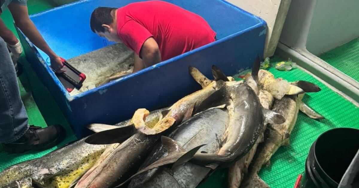 La embarcación transportaba casi 8 toneladas de producto pesquero, en su mayoría tiburón. Foto: Ministerio de Seguridad Pública.