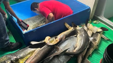 Guardacostas detiene embarcación con 8 toneladas de producto pesquero, en su mayoría, tiburón