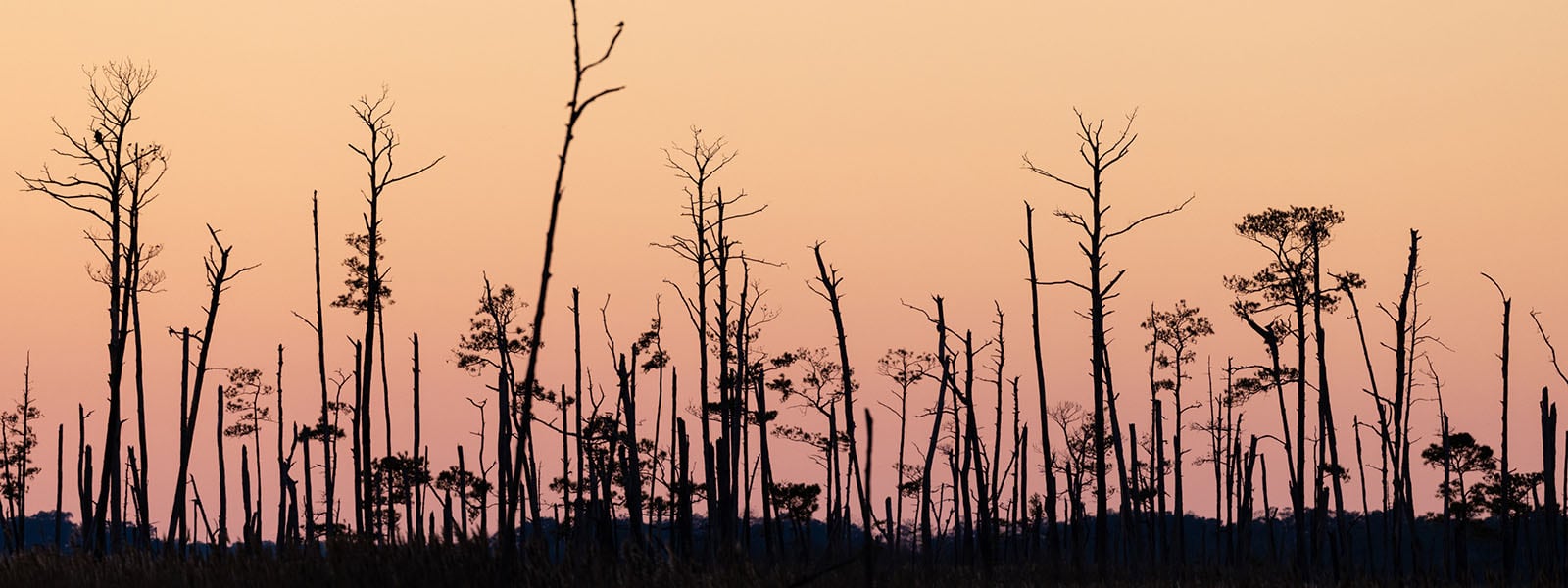 Una fila de árboles muertos, como bosques fantasma.