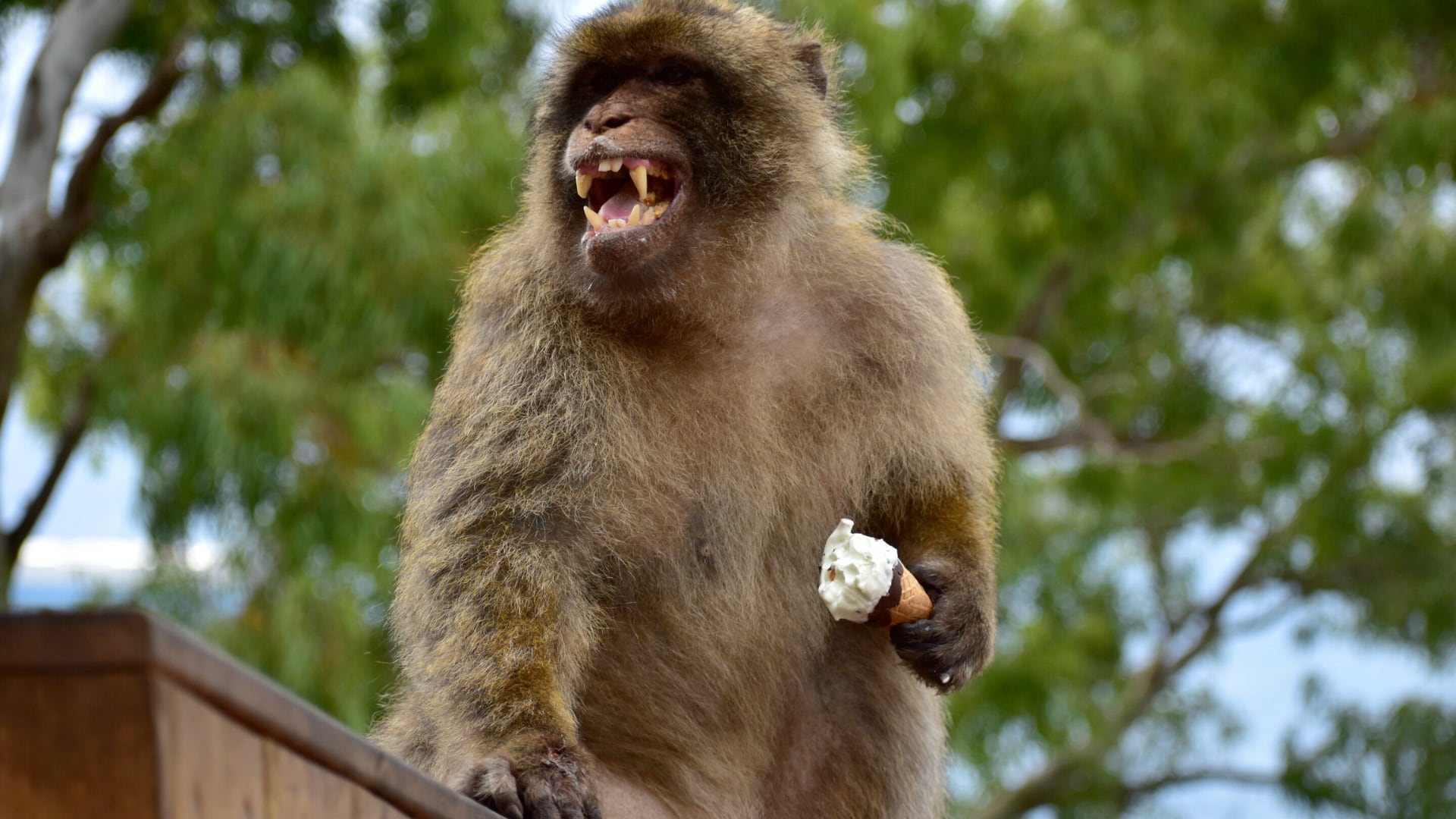 Investigación documenta por primera vez geofagia en monos de Gibraltar y la vincula con la alimentación humana.