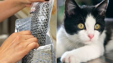 Curar heridas... ¿con piel de tilapia? Vea cómo este innovador (e inusual) proyecto ayuda a los animales