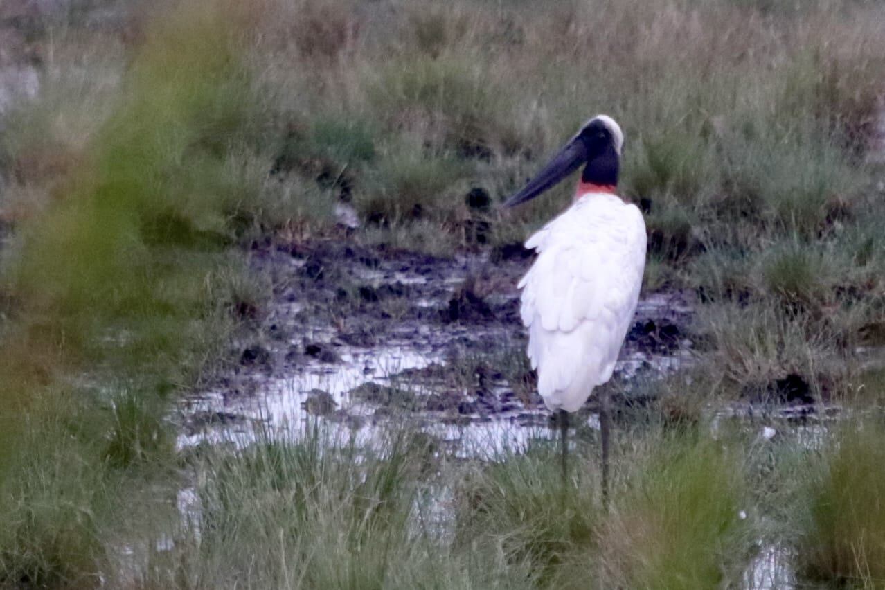 Conociendo mi país, jabirú