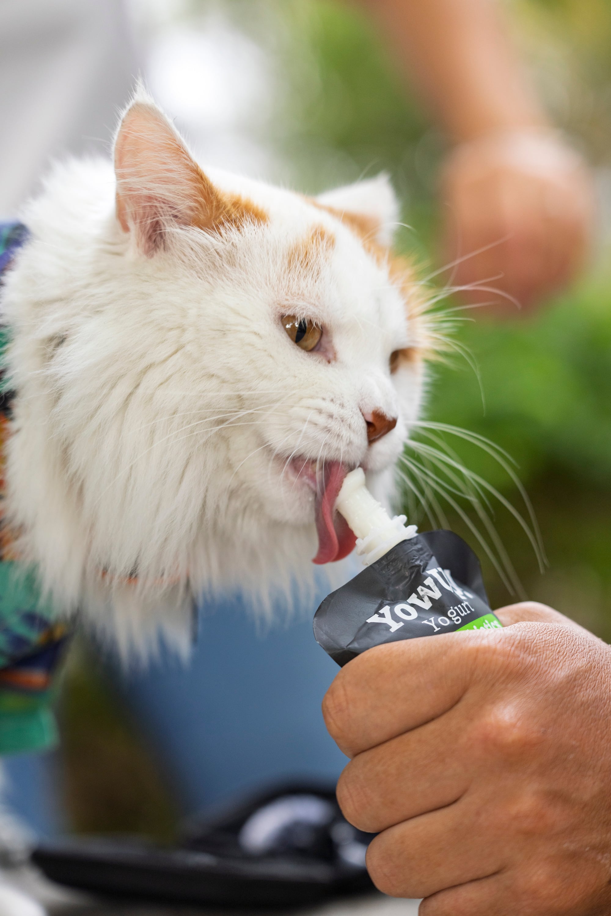 17/03/2026, San José, Tibás, entrevista con Diego Zamora dueño de Bruno, un gato que es su mascota y anda con el por todo el país en bicicleta.