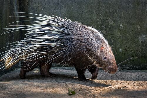 Alexander F. Skutch, científico, humanista, lector e investigador de la naturaleza, cuenta en uno de sus libros que un colega halló un jaguar con “la boca horriblemente lacerada por espinas de puercoespín”.