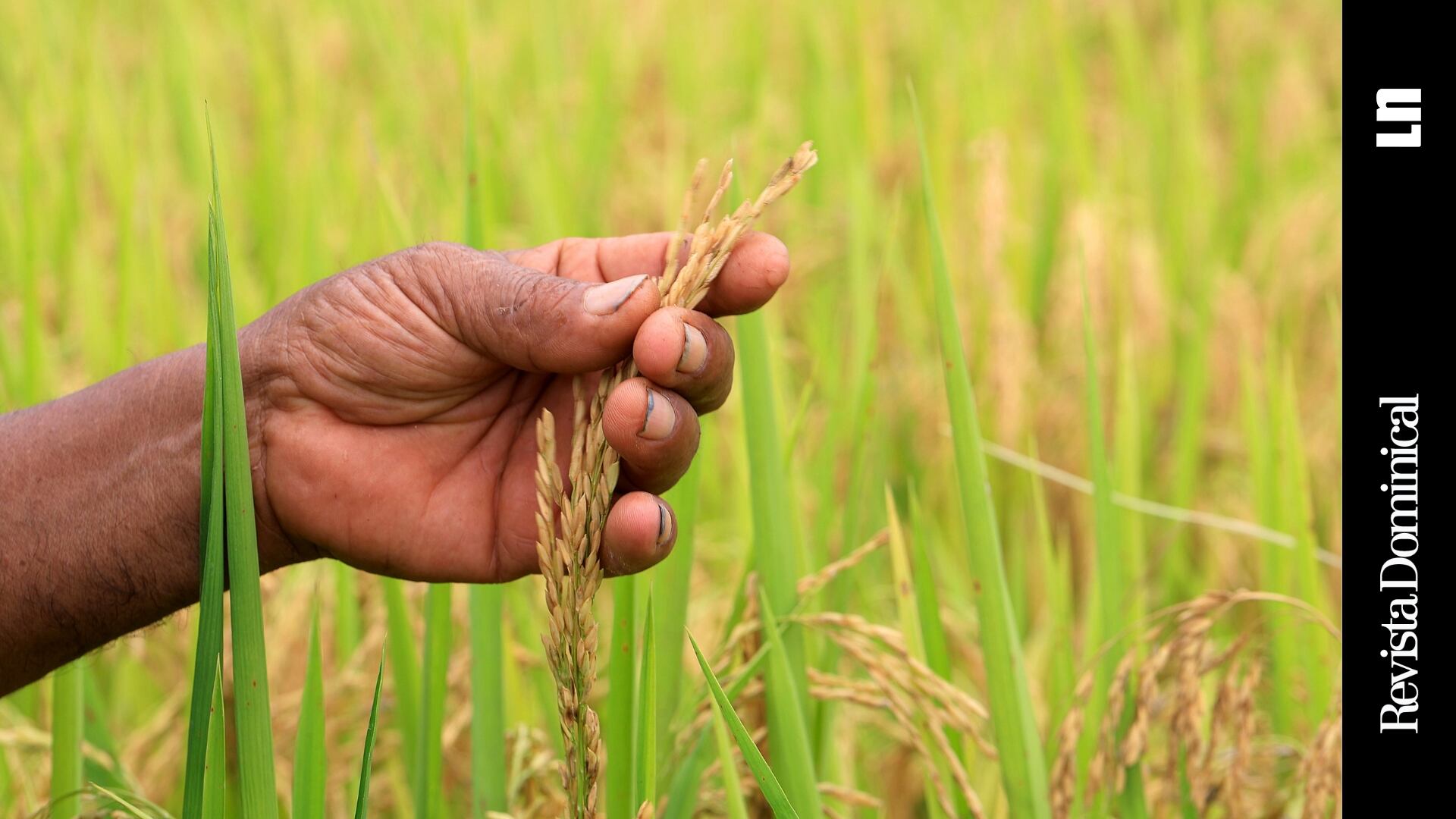 Objeto de incontables disputas, la ‘Ruta del Arroz’ propuesta por el gobierno busca reducir el precio para los consumidores. No obstante, los productores locales cuestionan que les haya costado su cultivo