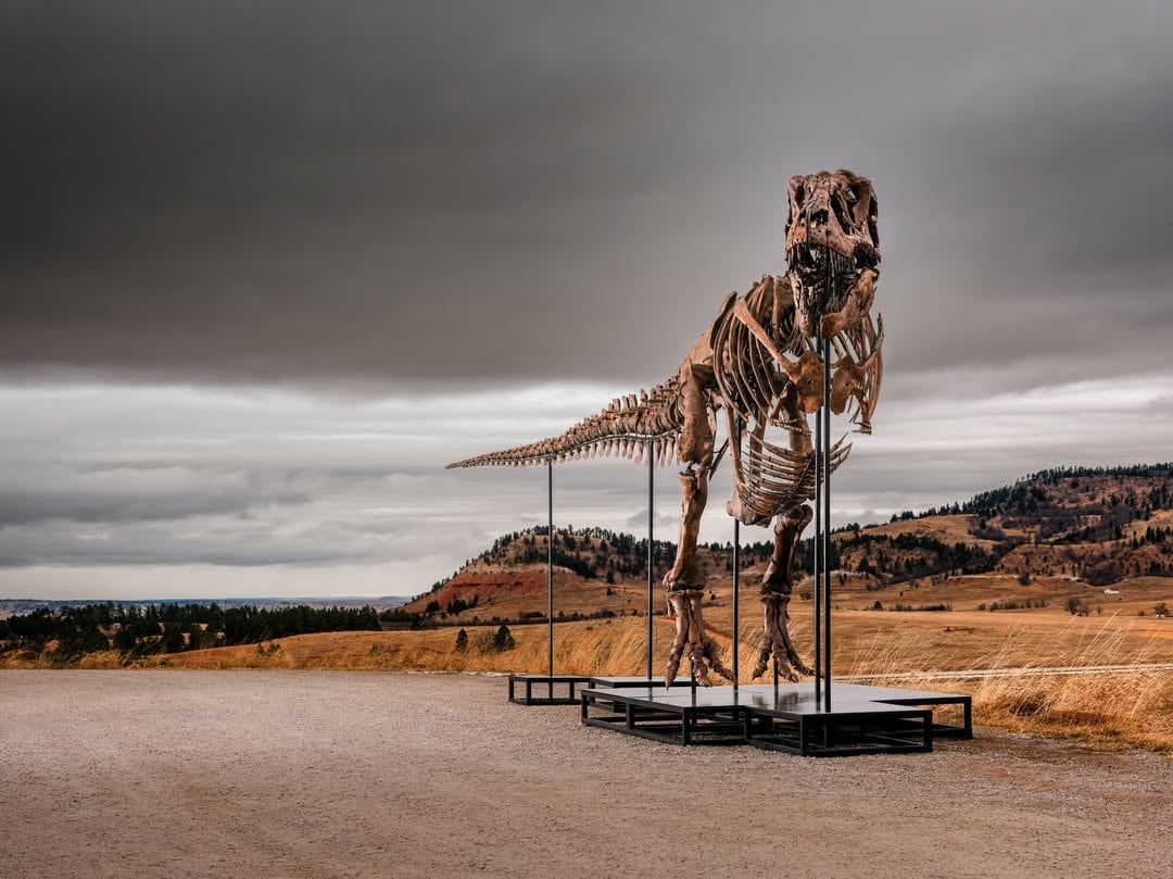 Sotheby’s pondrá a la venta un gigantesco T. rex hallado en Dakota del Sur. Su precio estimado ronda entre $20 millones y $30 millones.