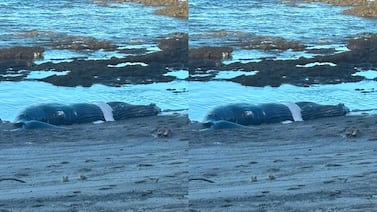 Hallan ballena muerta encallada en Santa Teresa