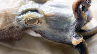 Pulpo azul que deslumbró a la ciencia regresa a Galápagos como una de las especies más asombrosas del planeta