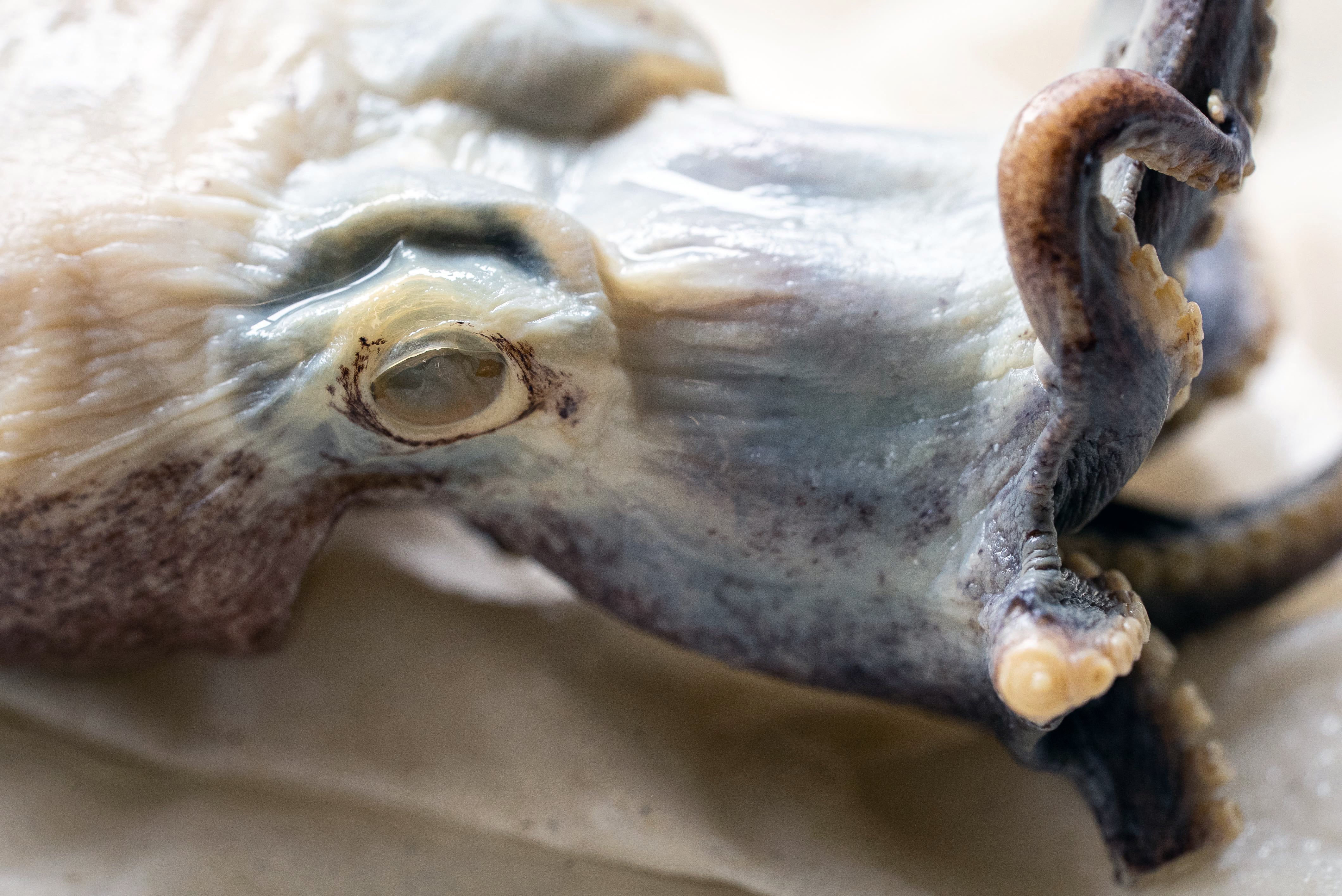 Primer plano de un pulpo azul de Galápagos (Microeledone galapagensis) preservado en un laboratorio de Puerto Ayora, en la isla Santa Cruz, en las islas Galápagos, Ecuador, el 2 de septiembre de 2026.