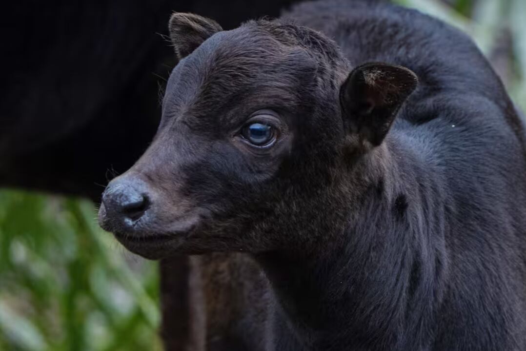 Los anoas viven en los bosques de Sulawesi, Indonesia, y quedan solo 2.500 ejemplares en estado salvaje debido a la caza y pérdida de hábitat. Chester Zoo