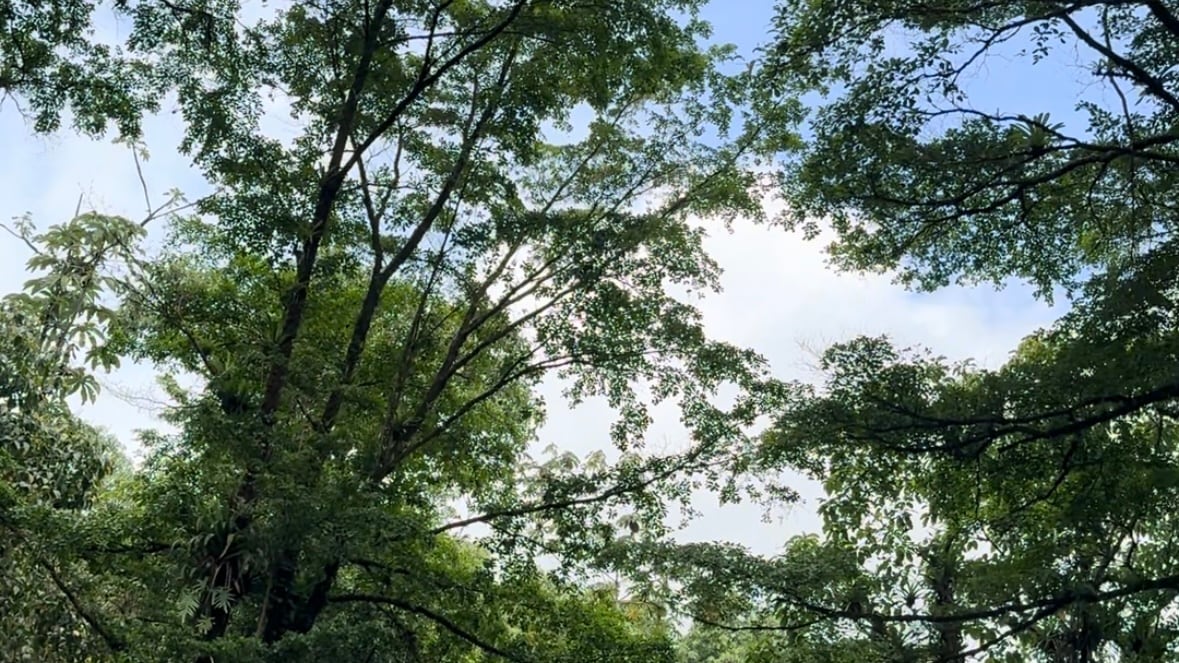 La naturaleza es la que hace que el lugar sea más hermoso aún.