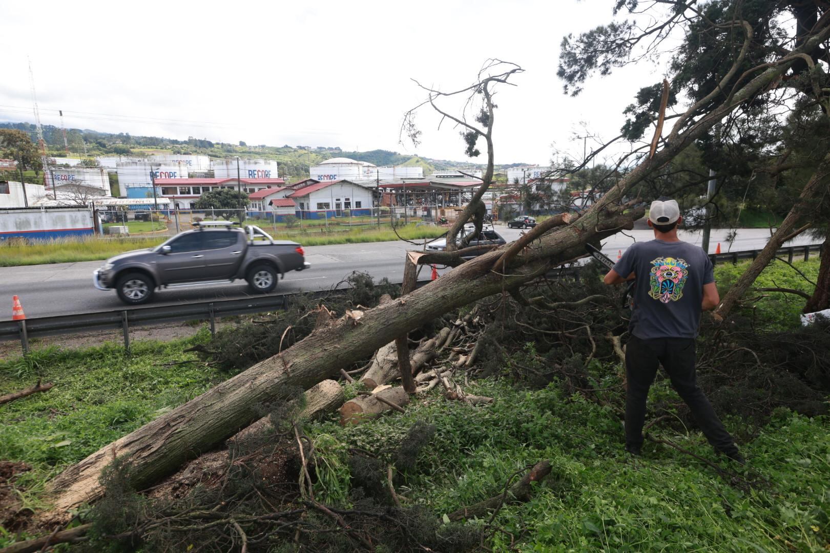 Un hombre cargado ramas del árbol derribado.