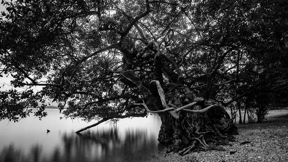 Mangles en Guanacaste, en fotografía de JP Monge.