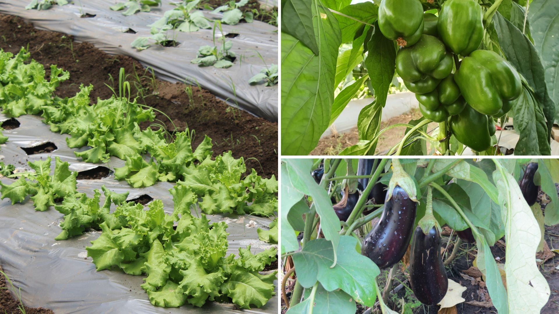 Las lechugas, chiles y las berenjenas son tres de las 25 hortalizas que se pueden cultivar en Guanacaste.