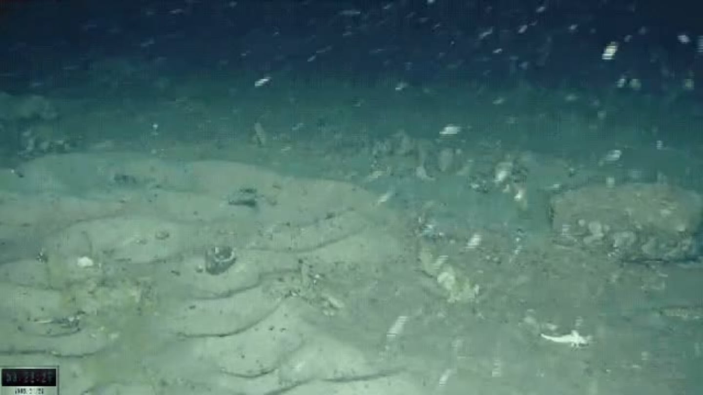 Una expedición que buscaba un barco en la Antártida encuentra cientos de nidos de peces bajo un iceberg