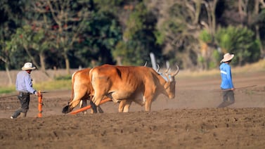 Agro en Costa Rica pierde peso en el PIB y más de 47.000 empleos