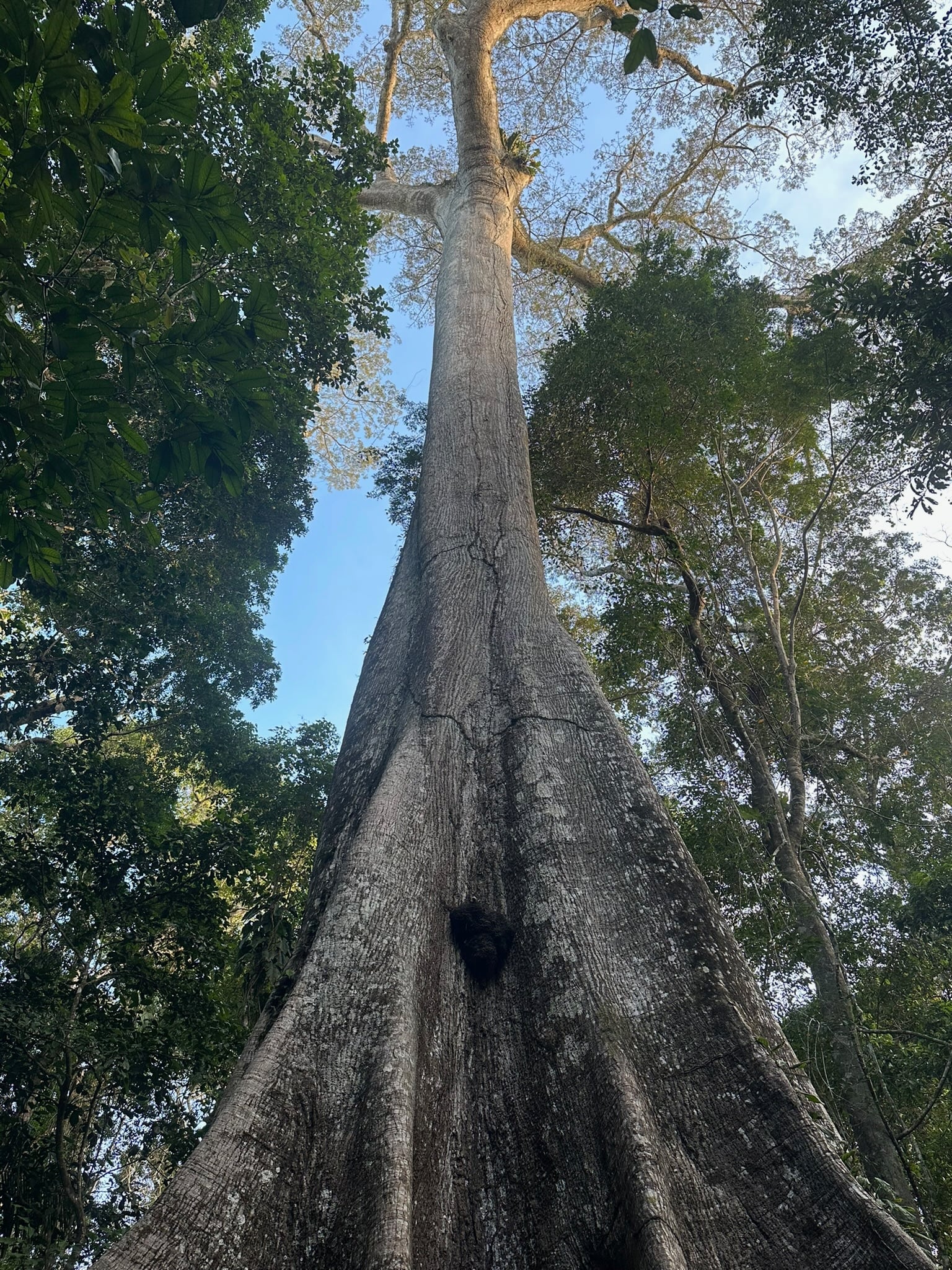 árbol centenario en la Amazonía