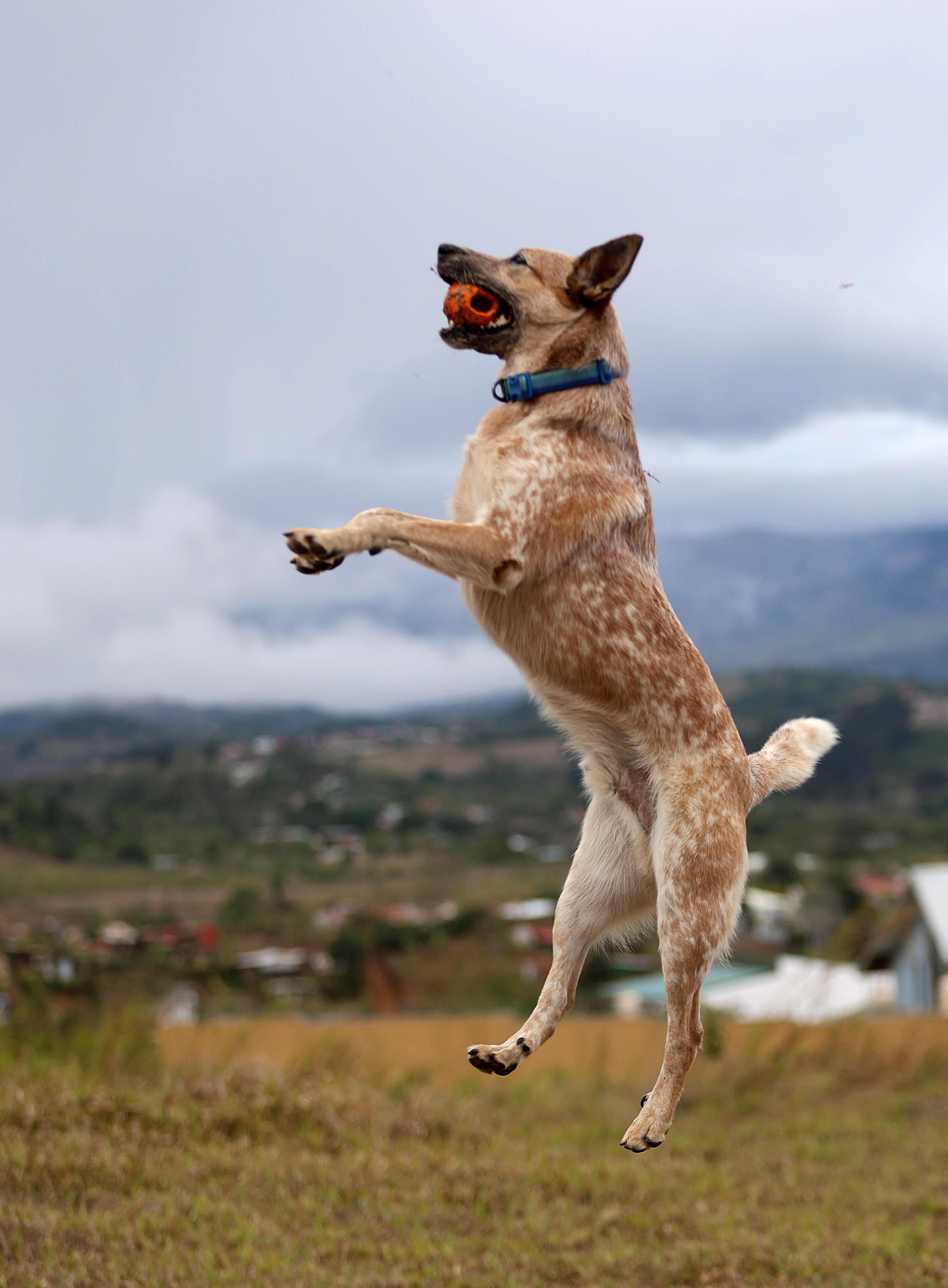 25/04/2024 San Ramón. Logan, el perro tico más seguido en redes sociales es un boyero australiano. Su dueño, Kevin Argüello, se apoya en la fama del enérgico y gracioso animal para ayudar a otros perros. Foto: Rafael Pacheco Granados