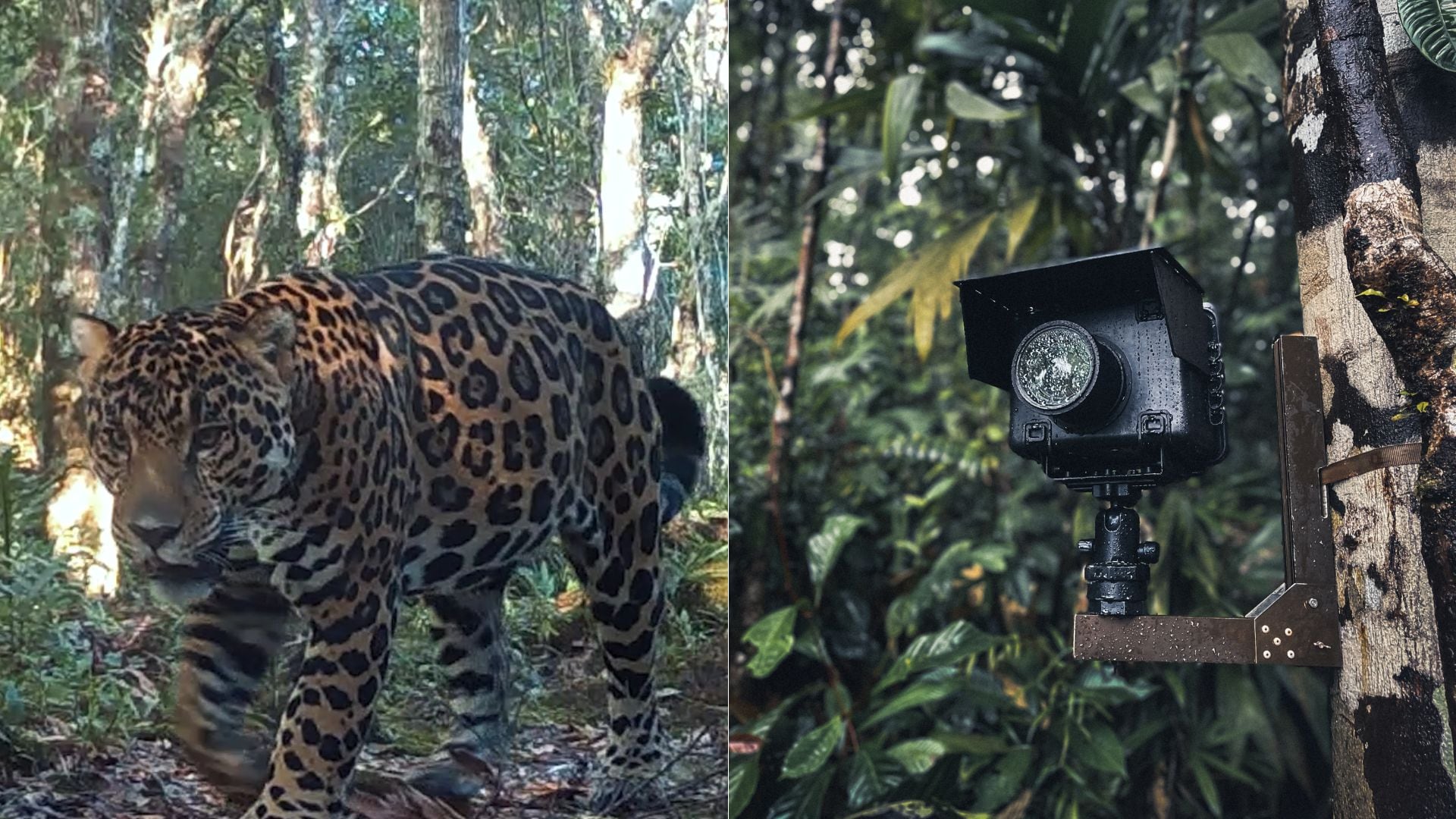 Para colocar las cámaras trampa en sitios estratégicos, el fotógrafo Tico conversa con personas de la zona, tanto guardaparques como cazadores, para obtener información sobre los animales.