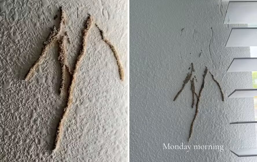 Termitas y una fuga de agua convirtieron la compra ideal de una casa en Arizona en una pesadilla viral.