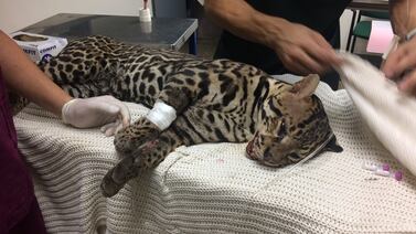 Murió manigordo atropellado en Limón