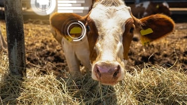 Areteo del ganado será obligatorio hasta octubre: Gobierno autoriza prórroga