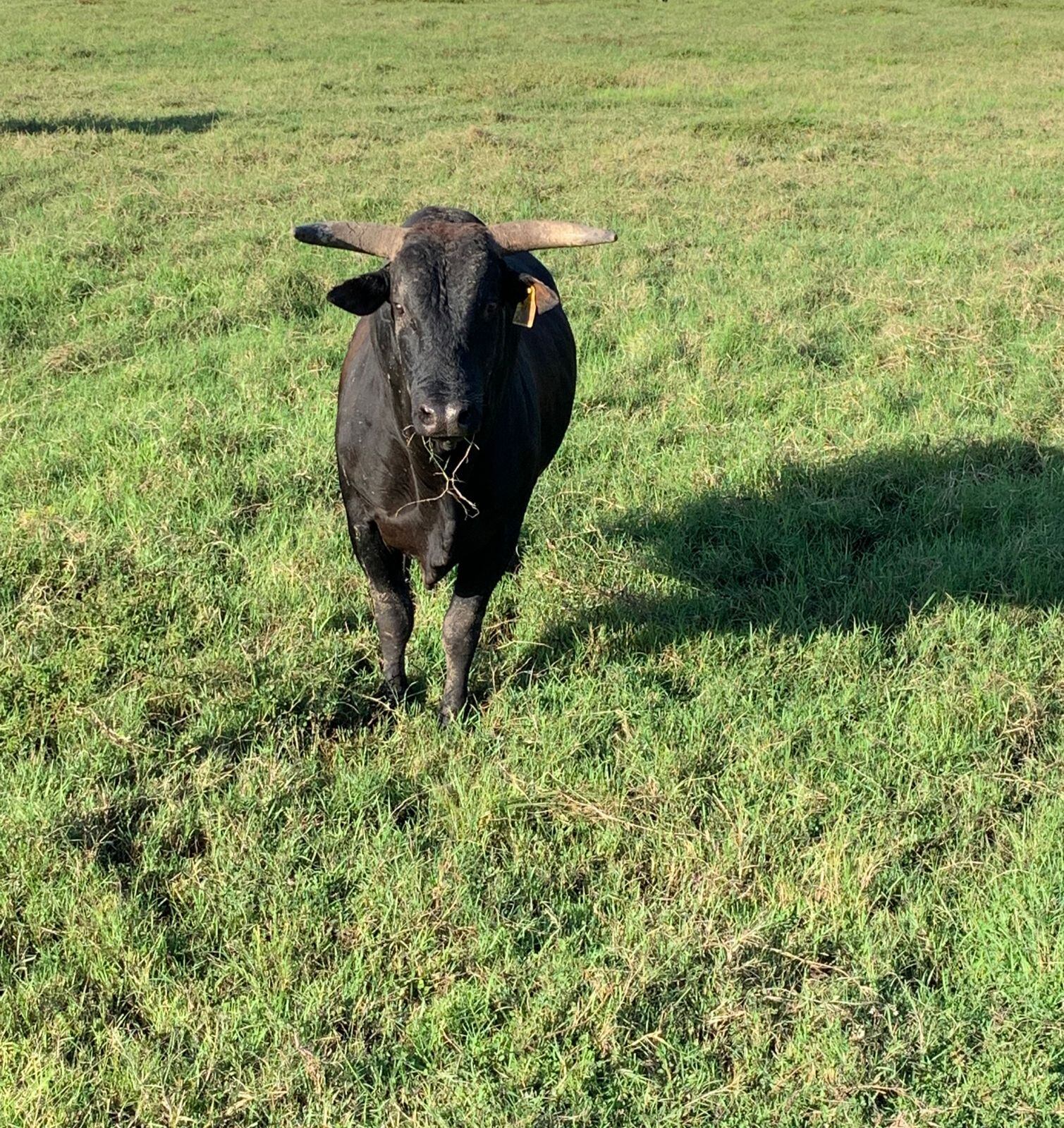 El Esquipulas Hacienda El Encanto