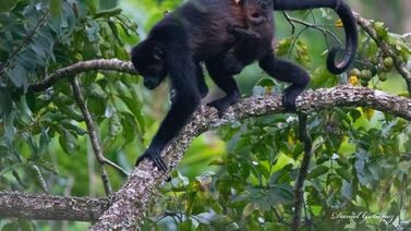 La trampa eléctrica del ‘país verde’